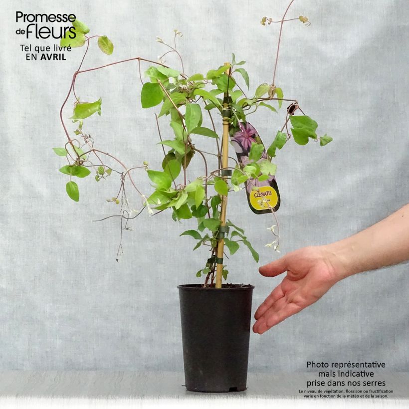 Example of Clématite - Clematis Lawsoniana Pot de 1,5L/2L as you get in printemps