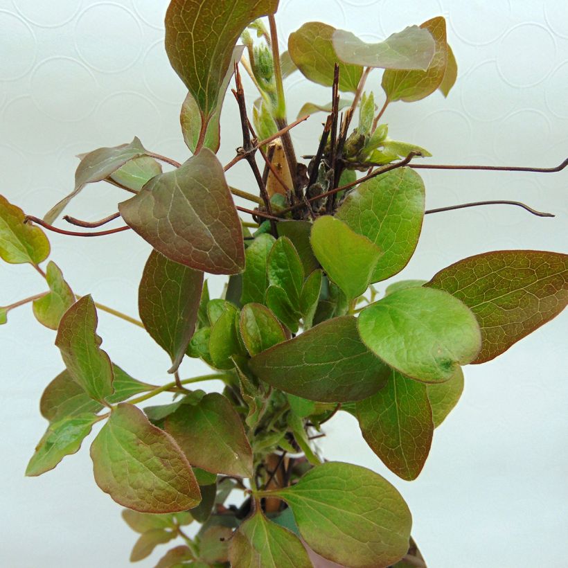 Clématite - Clematis Little Mermaid (Foliage)