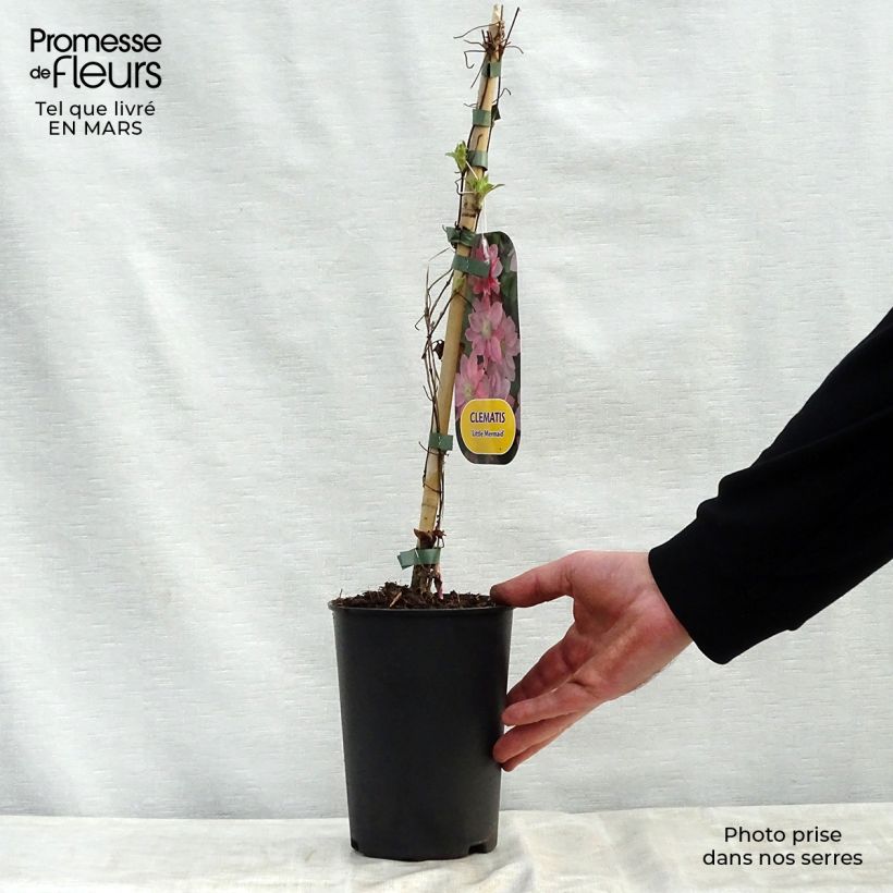 Example of Clématite - Clematis Little Mermaid Pot de 2L/3L as you get in printemps