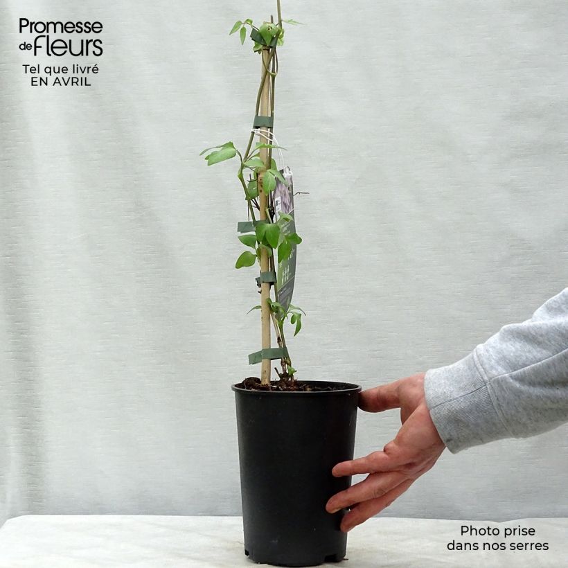 Example of Clématite - Clematis Lucky Charm Pot de 2L/3L as you get in printemps