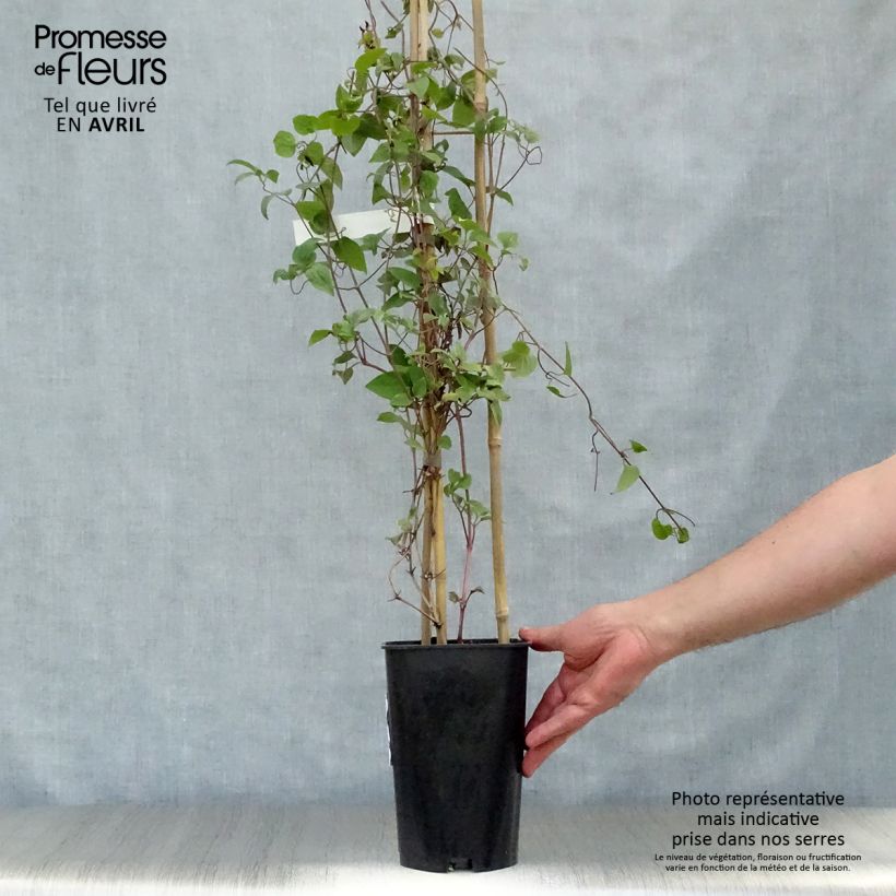 Example of Clématite  - Clematis Madame Edouard André Pot de 2L/3L as you get in printemps