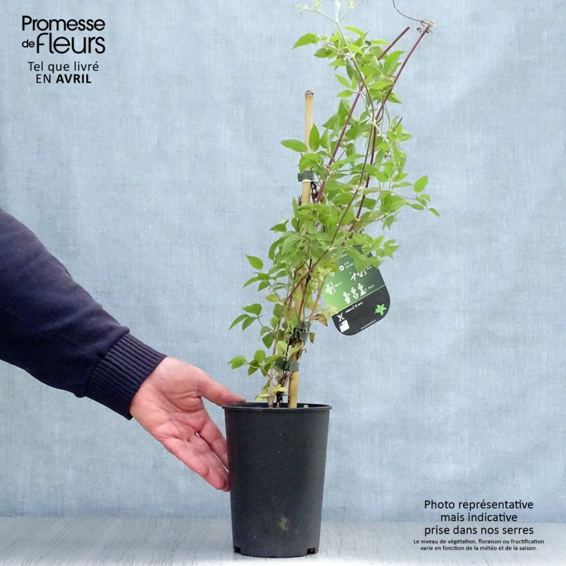 Spécimen de Clématite - Clematis Margaret Hunt Pot de 1,5L/2L tel que livré au printemps