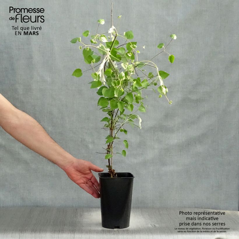 Example of Clématite - Clematis Maria Skłodowska Curie Pot de 2L/3L as you get in printemps