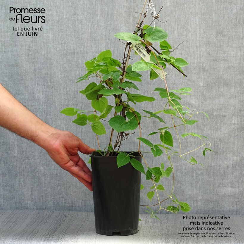 Spécimen de Clématite - Clematis Maria Skłodowska Curie Pot de 2L/3L tel que livré en été
