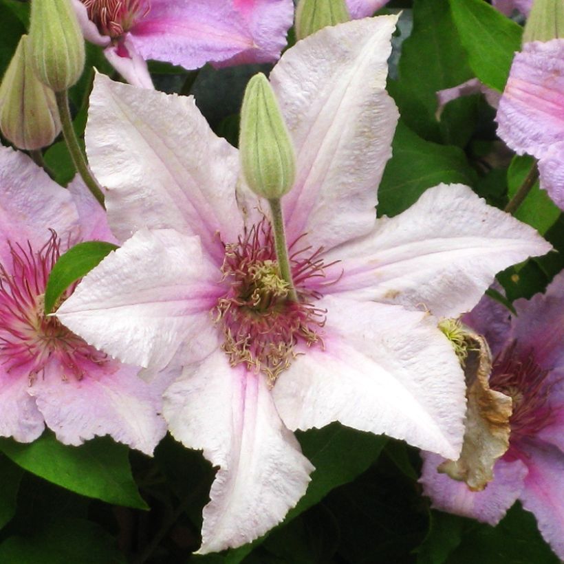 Clématite - Clematis Marmori (Flowering)