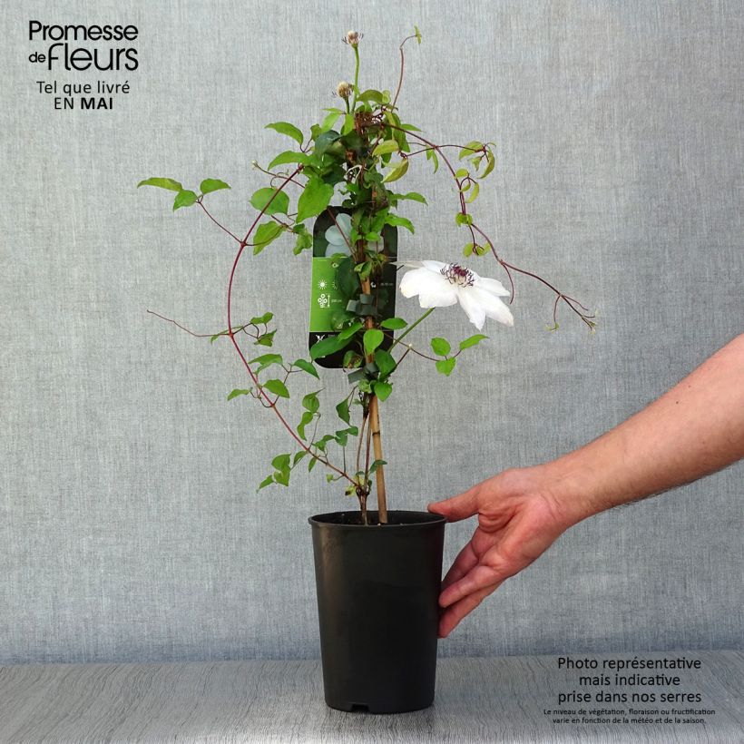 Example of Clématite - Clematis Miss Bateman Pot de 2L/3L as you get in printemps