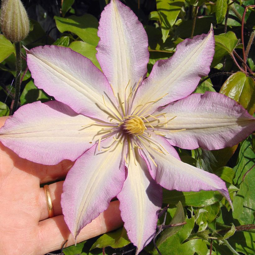 Clématite - Clematis Morning Star (Flowering)