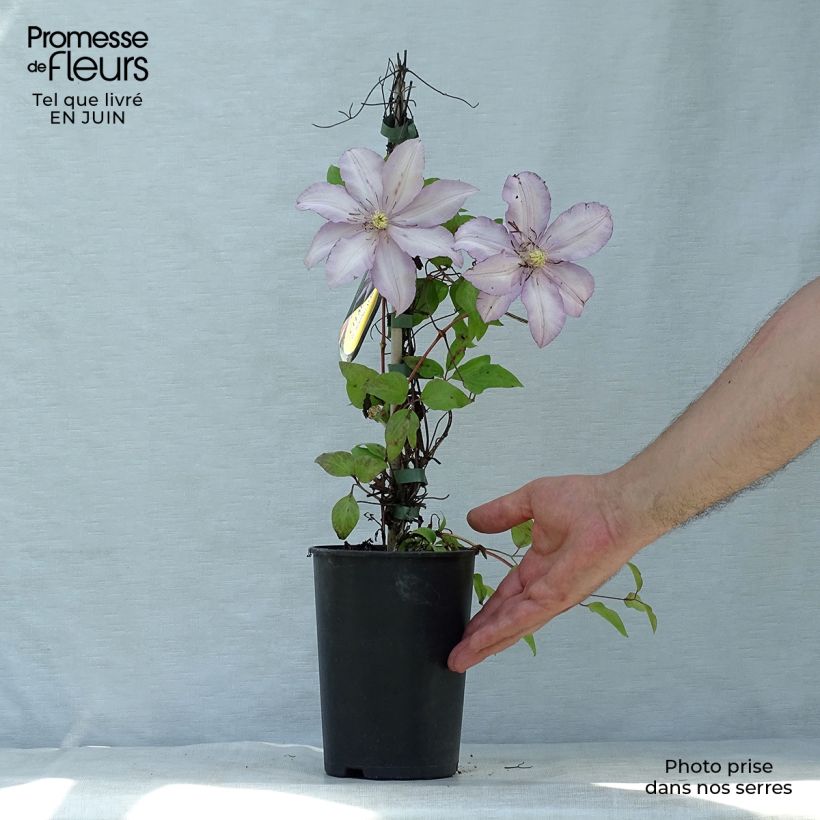 Spécimen de Clématite - Clematis Morning Star Pot de 2L/3L tel que livré en été