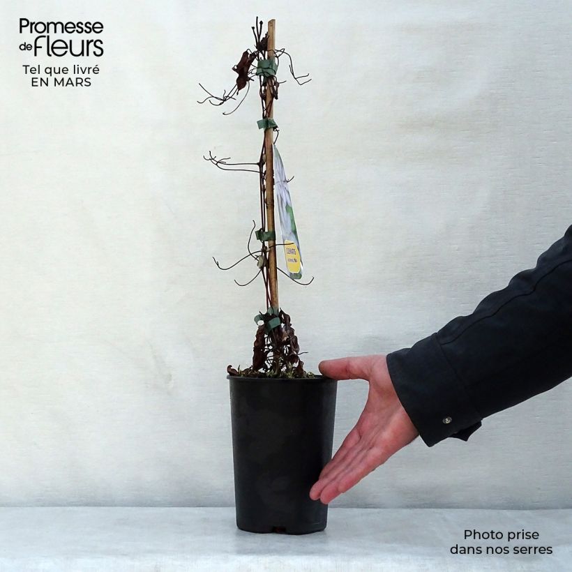 Example of Clématite - Clematis Morning Star Pot de 2L/3L as you get in printemps