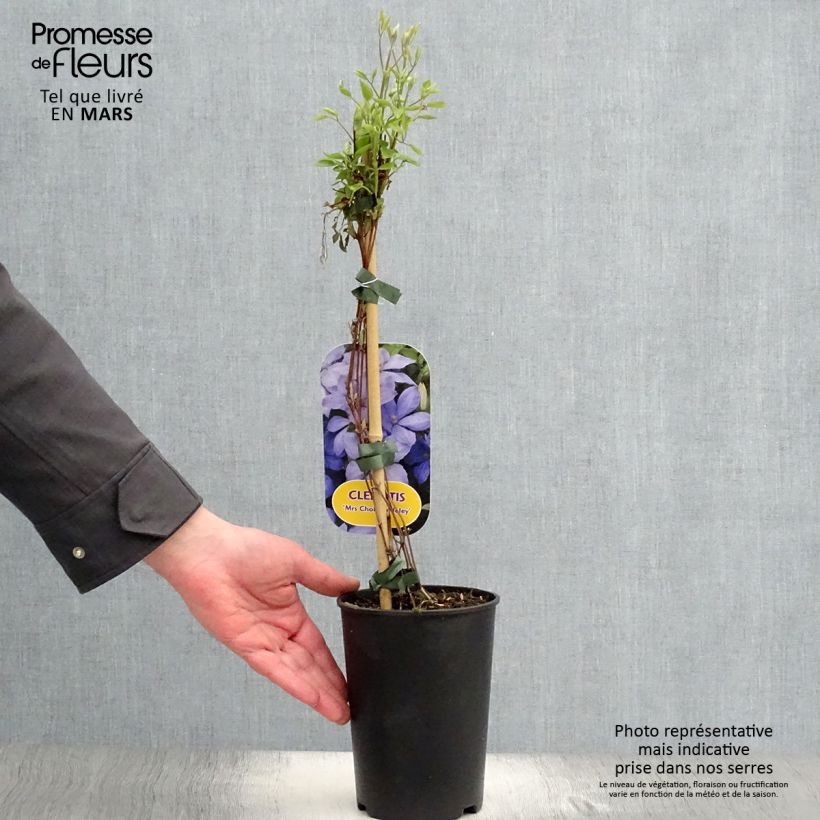 Example of Clématite - Clematis Mrs Cholmondeley Pot de 1,5L/2L as you get in printemps