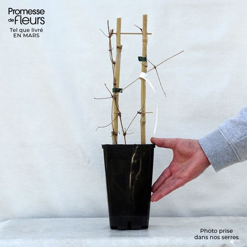 Example of Clématite - Clematis Mrs. Georges Jackman Pot de 2L/3L as you get in printemps