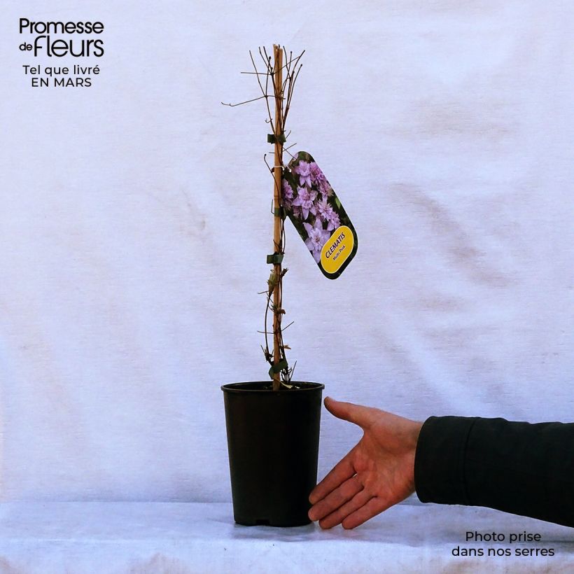 Example of Clématite - Clematis Multi Pink Pot de 2L/3L as you get in printemps