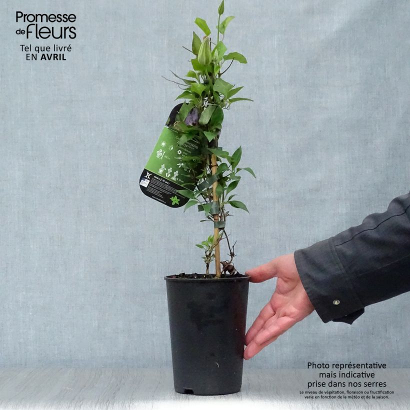 Example of Clématite -Clematis Myosotis Pot de 2L/3L as you get in printemps