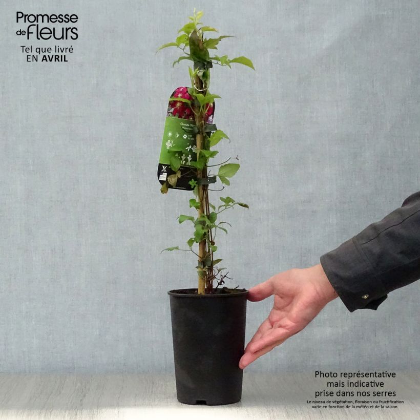 Spécimen de Clématite - Clematis Niobe Pot de 2L/3L tel que livré au printemps