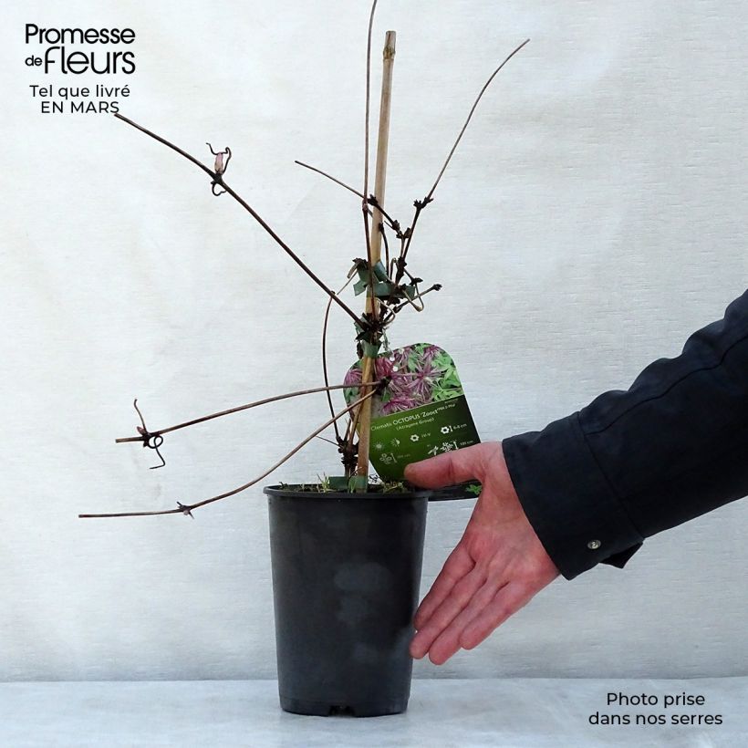 Example of Clématite - Clematis Octopus Pot de 2L/3L as you get in printemps