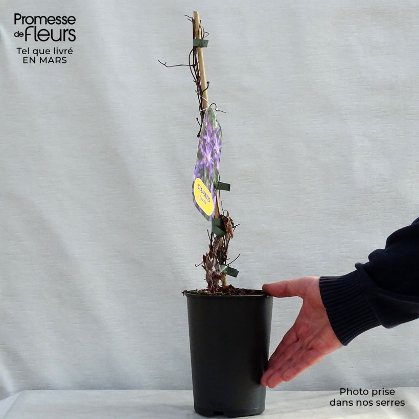 Example of Clématite - Clematis Palette  Pot de 2L/3L as you get in printemps