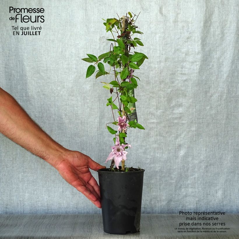 Spécimen de Clématite - Clematis Palette  Pot de 2L/3L tel que livré en été