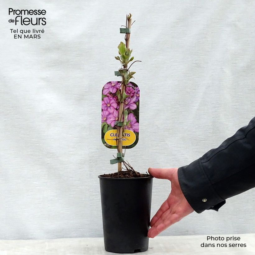 Example of Clematite - Clematis Paradiso Pot de 2L/3L as you get in printemps