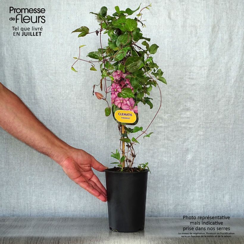 Spécimen de Clematite - Clematis Paradiso Pot de 2L/3L tel que livré en été