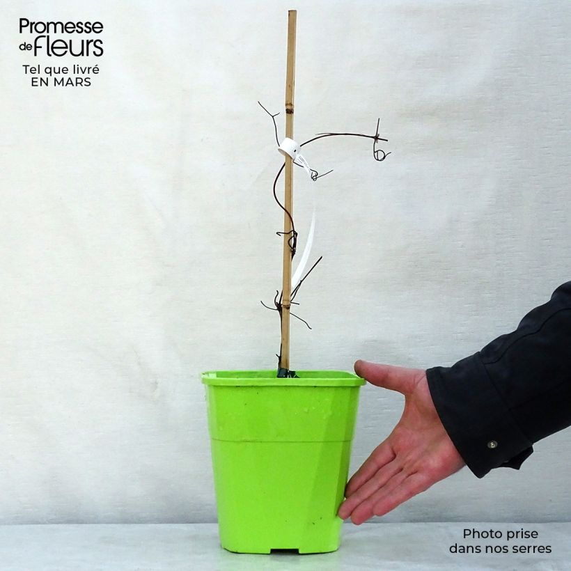 Spécimen de Clématite - Clematis Patricia Ann Fretwell  Pot de 1,5L/2L tel que livré au printemps
