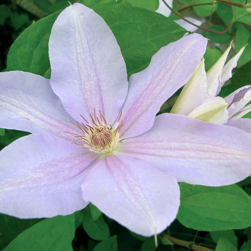 Clématite - Clematis Peveril Pearl (Floraison)
