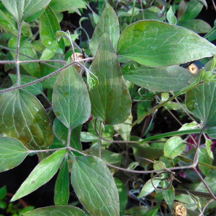 Clématite - Clematis Picotee (Foliage)