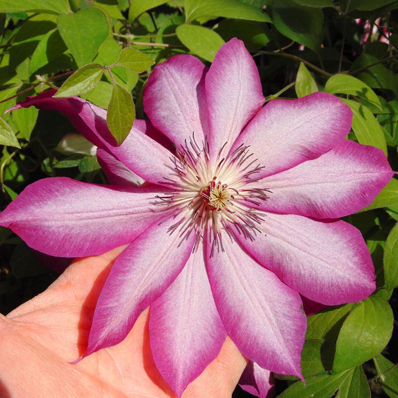 Clématite - Clematis Picotee (Flowering)