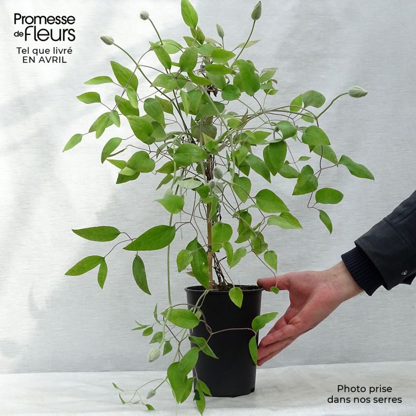 Example of Clématite - Clematis Picotee Pot de 2L/3L as you get in printemps