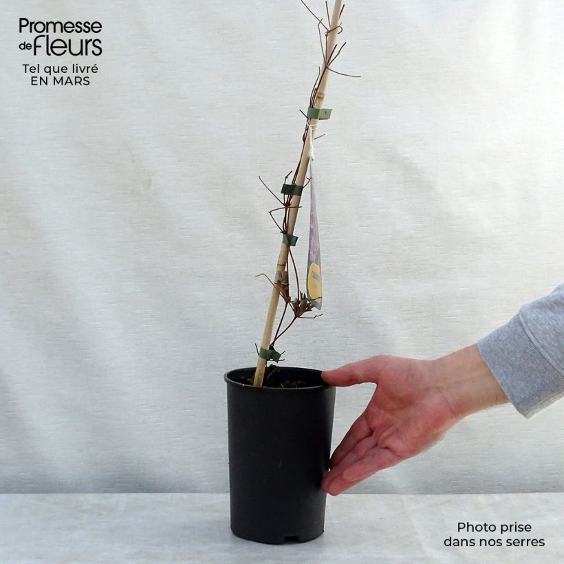 Example of Clématite - Clematis Piilu Pot de 2L/3L as you get in printemps