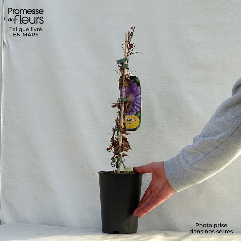 Example of Clématite - Clematis Proteus Pot de 2L/3L as you get in printemps