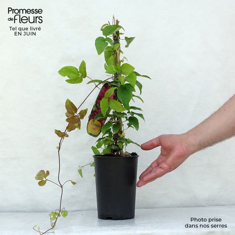 Spécimen de Clématite - Clematis Red Star Pot de 1,5L/2L tel que livré en été