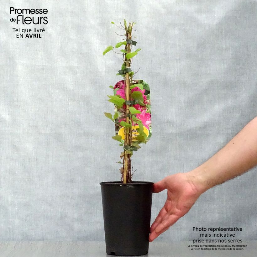 Example of Clématite - Clematis Red Star Pot de 1,5L/2L as you get in printemps