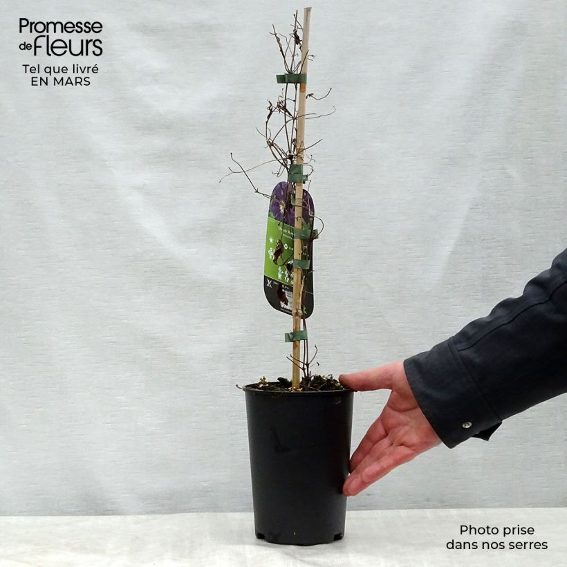 Example of Clématite - Clematis Romantika Pot de 2L/3L as you get in printemps
