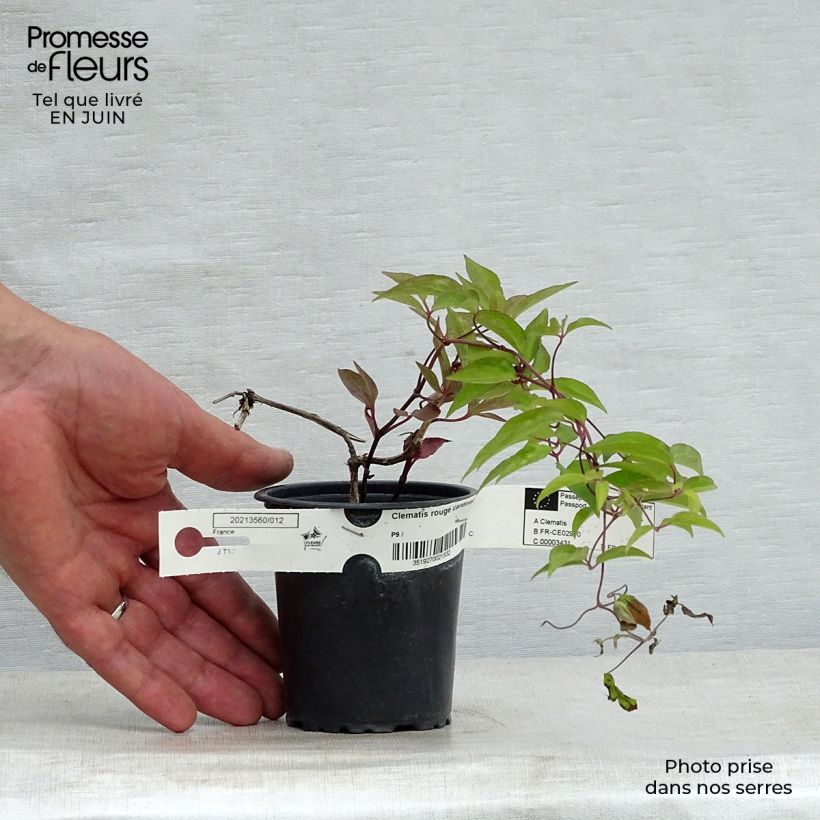 Spécimen de Clématite - Clematis Rouge Cardinal  Godet de 8/9 cm tel que livré en été