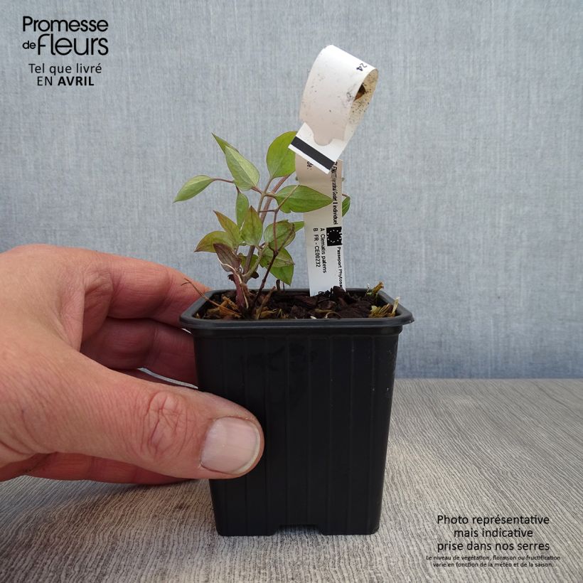 Example of Clématite - Clematis Rouge Cardinal  Godet de 8/9 cm as you get in printemps