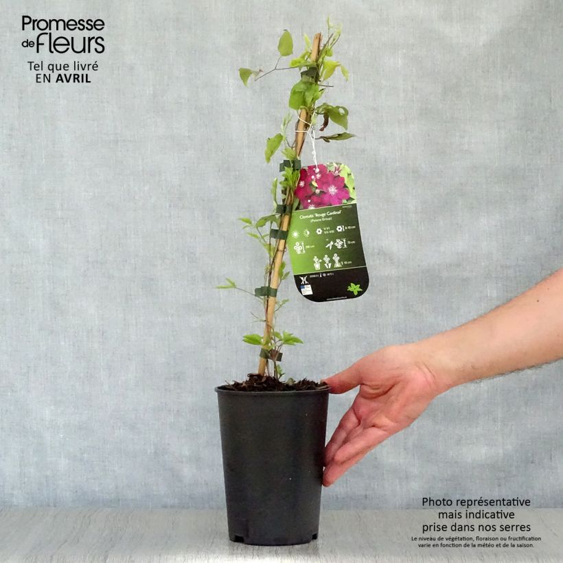 Example of Clématite - Clematis Rouge Cardinal  Pot de 2L/3L as you get in printemps