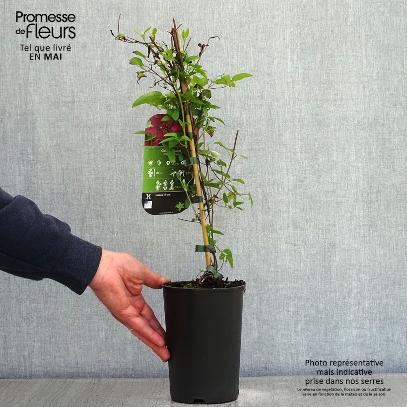 Example of Clématite - Clematis Ruutel Pot de 2L/3L as you get in printemps