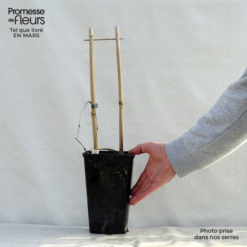 Spécimen de Clématite - Clematis SUCCESS® Candy Pot de 2L/3L tel que livré au printemps