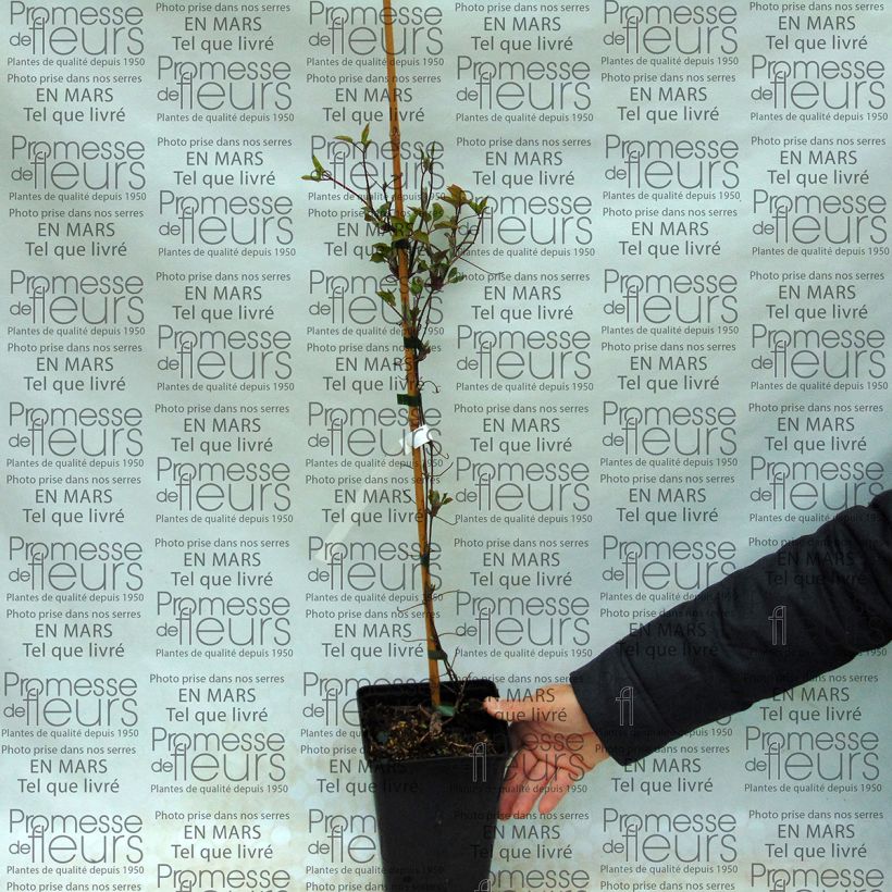 Exemple de spécimen de Clématite - Clematis SUCCESS Lavender Pot de 2L/3L tel que livré