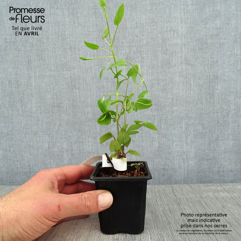 Example of Clématite - Clematis Saphyra Estrella Godet de 8/9 cm as you get in printemps
