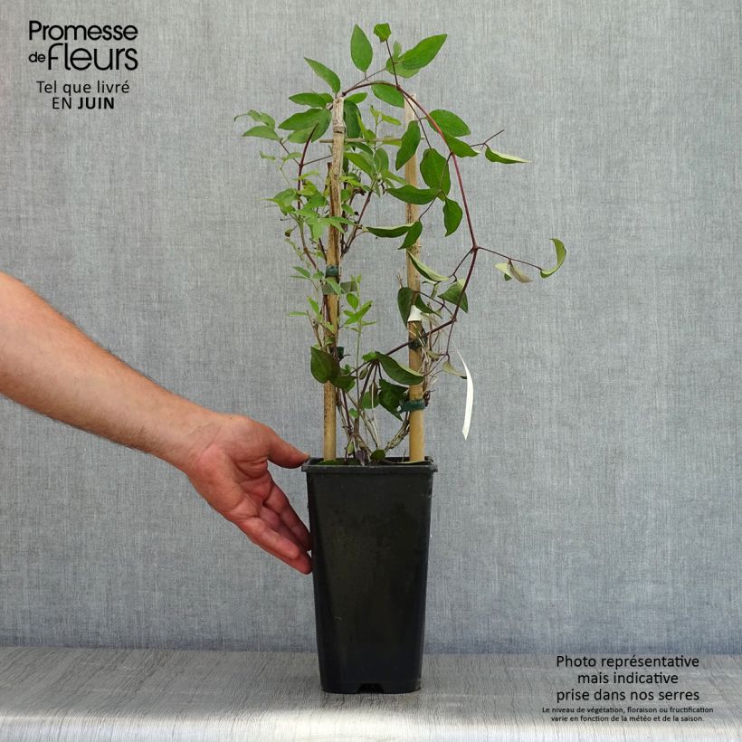 Example of Clématite - Clematis Saphyra Indigo Pot de 2L/3L as you get in printemps