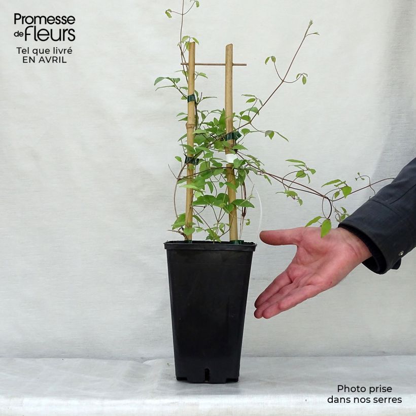 Example of Clématite - Clematis Sen no Kaze Pot de 2L/3L as you get in printemps
