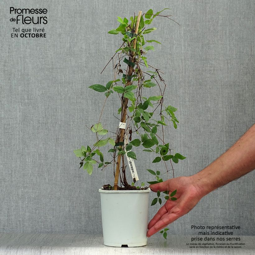 Spécimen de Clématite - Clematis Sen no Kaze Pot de 2L/3L tel que livré en automne