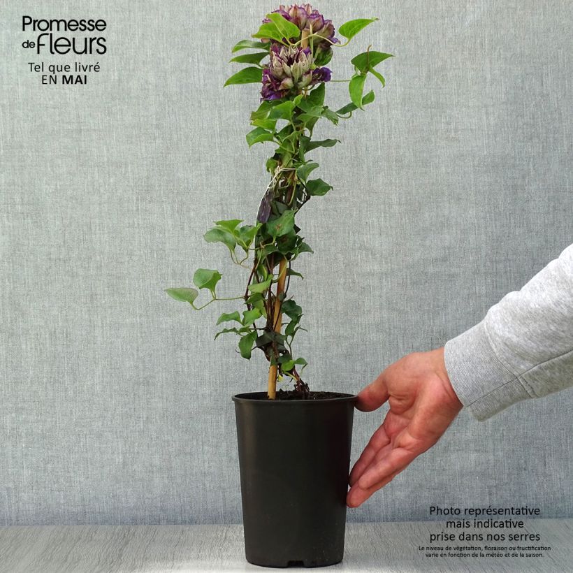 Example of Clématite - Clematis Shin-Shigyoku Pot de 2L/3L as you get in printemps