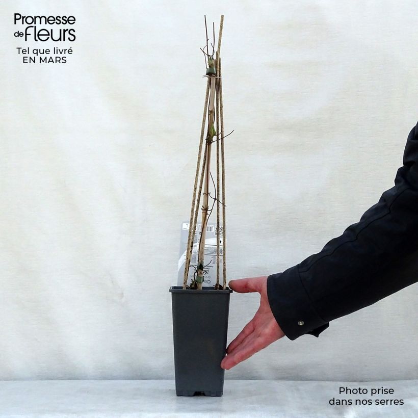 Example of Clématite - Clematis Snow Queen Pot de 2L/3L as you get in printemps