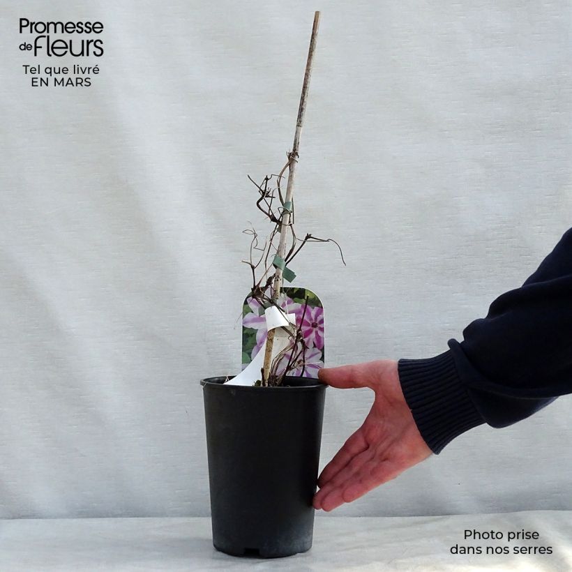 Example of Clématite - Clematis Souvenir du Capitaine Thuilleaux Pot de 2L/3L as you get in printemps