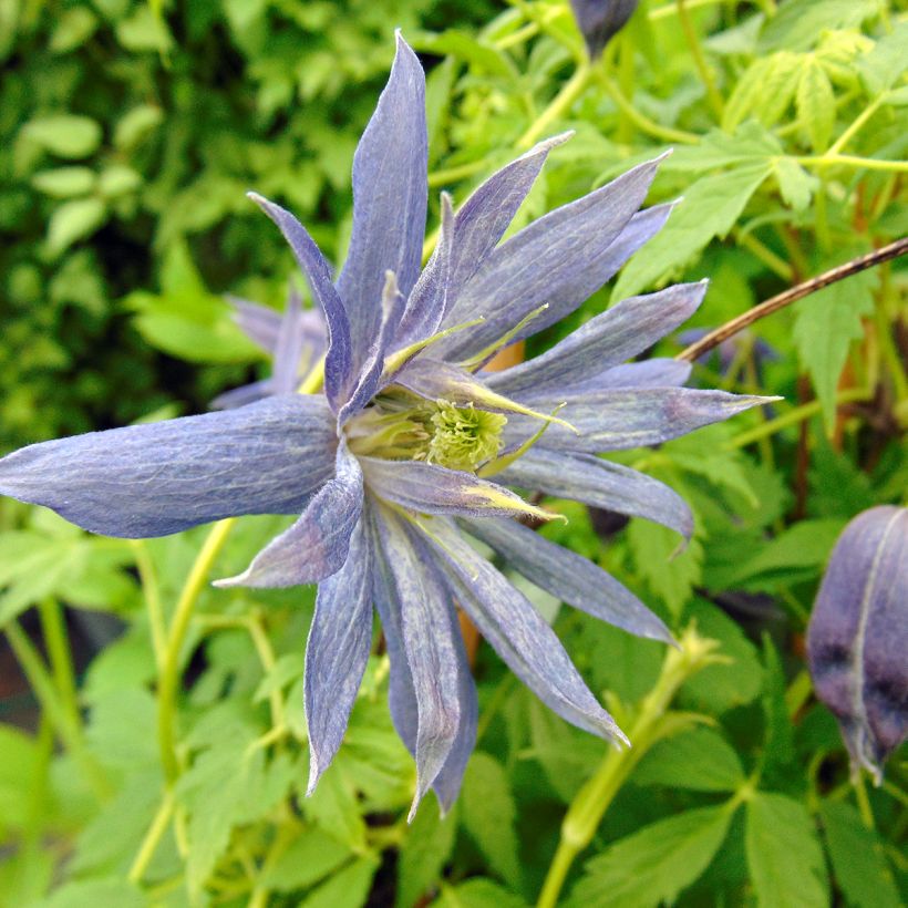 Clématite - Clematis Spiky (Flowering)