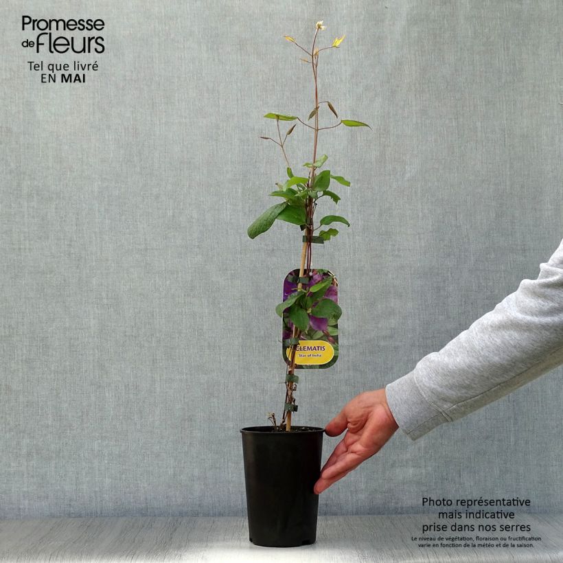 Example of Clématite - Clematis Star of India Pot de 2L/3L as you get in printemps