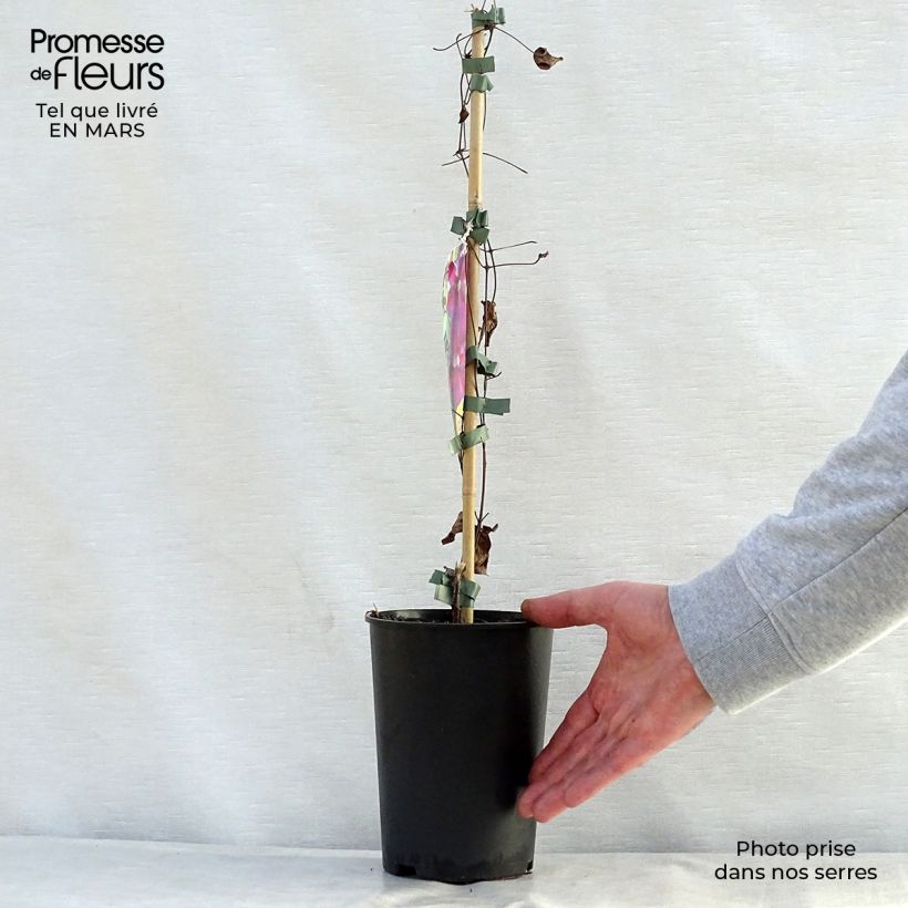 Spécimen de Clématite - Clematis Star of Pakistan Pot de 2L/3L tel que livré au printemps