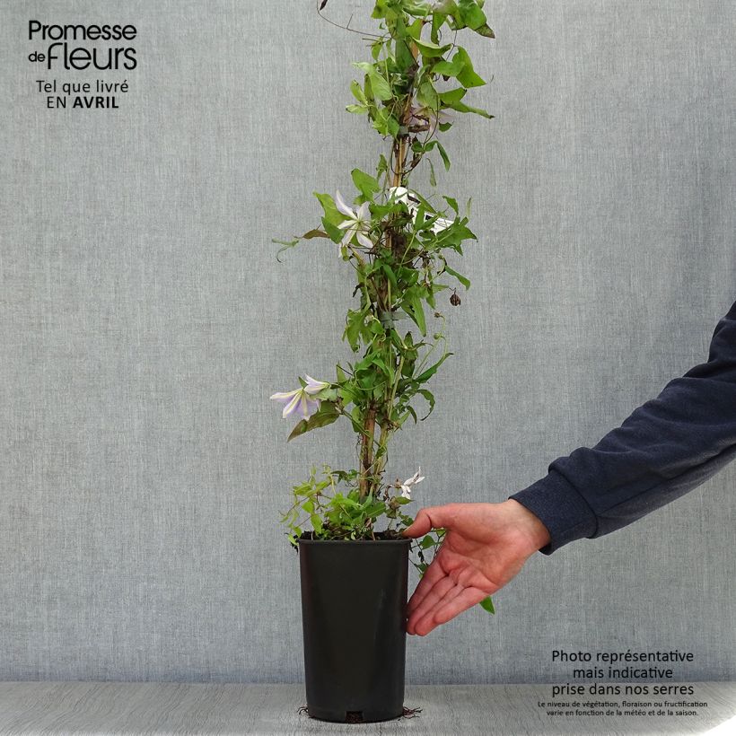 Example of Clématite - Clematis Sugar Sweet (Scented Clem) Pot de 2L/3L as you get in printemps